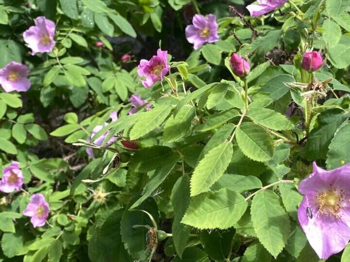 Alberta wild roses in bloom in the Peace Country
